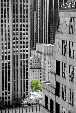 Forêt urbaine
